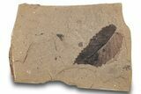 Fossil Plant (Ulmus okanaganensis) Plate - McAbee, BC #248787-1